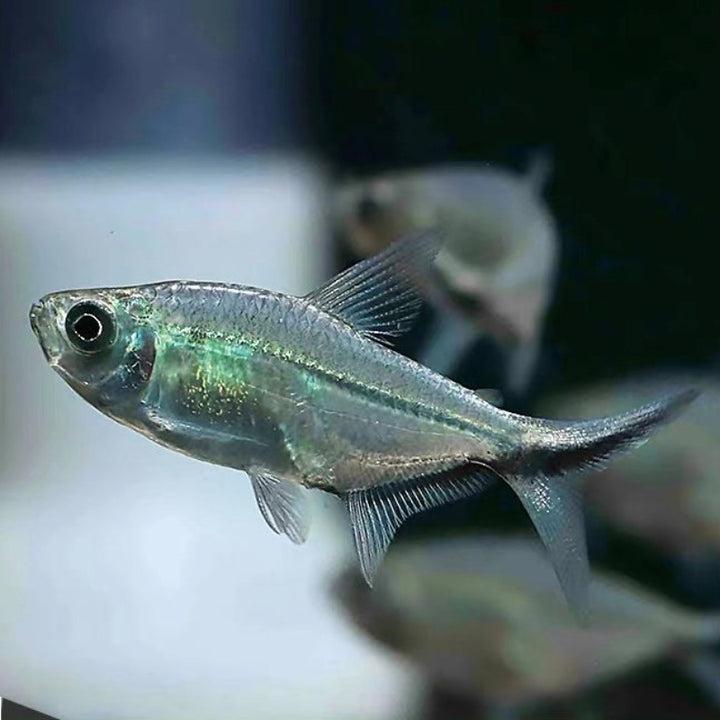 Tetra santaritská 4cm (Moenkhausia costae)
