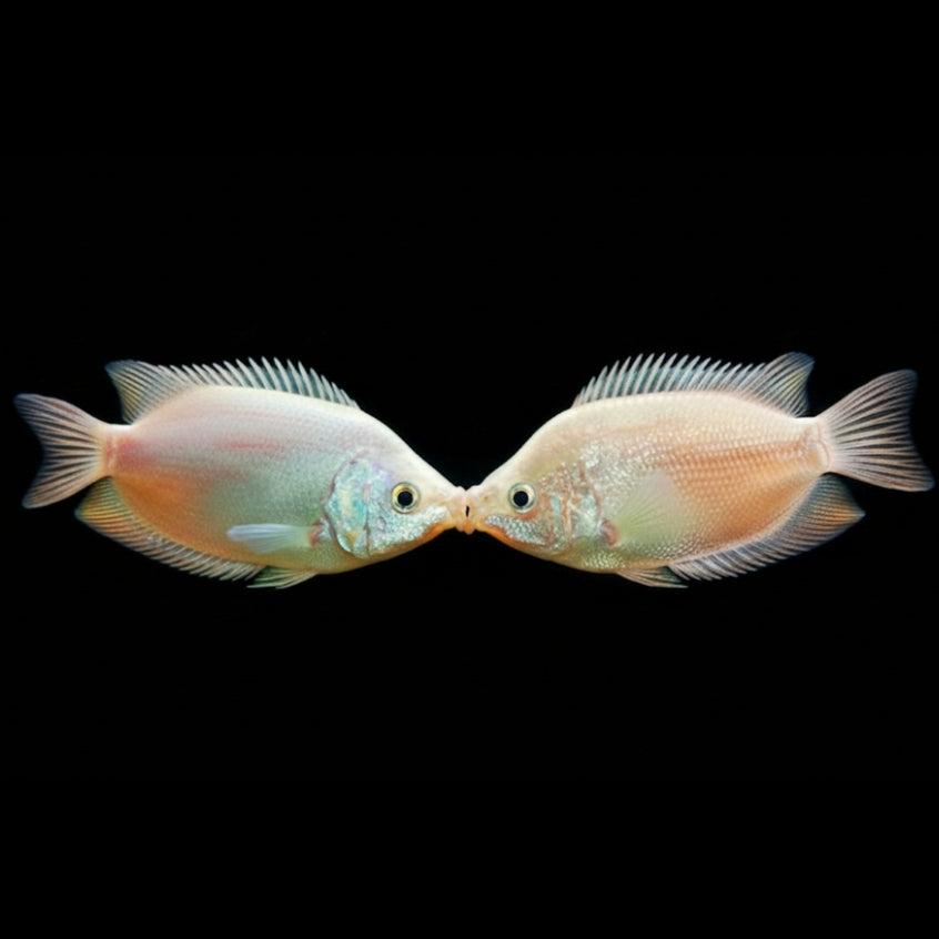 Čichavec líbající gold 4cm (Helostoma temminkii)
