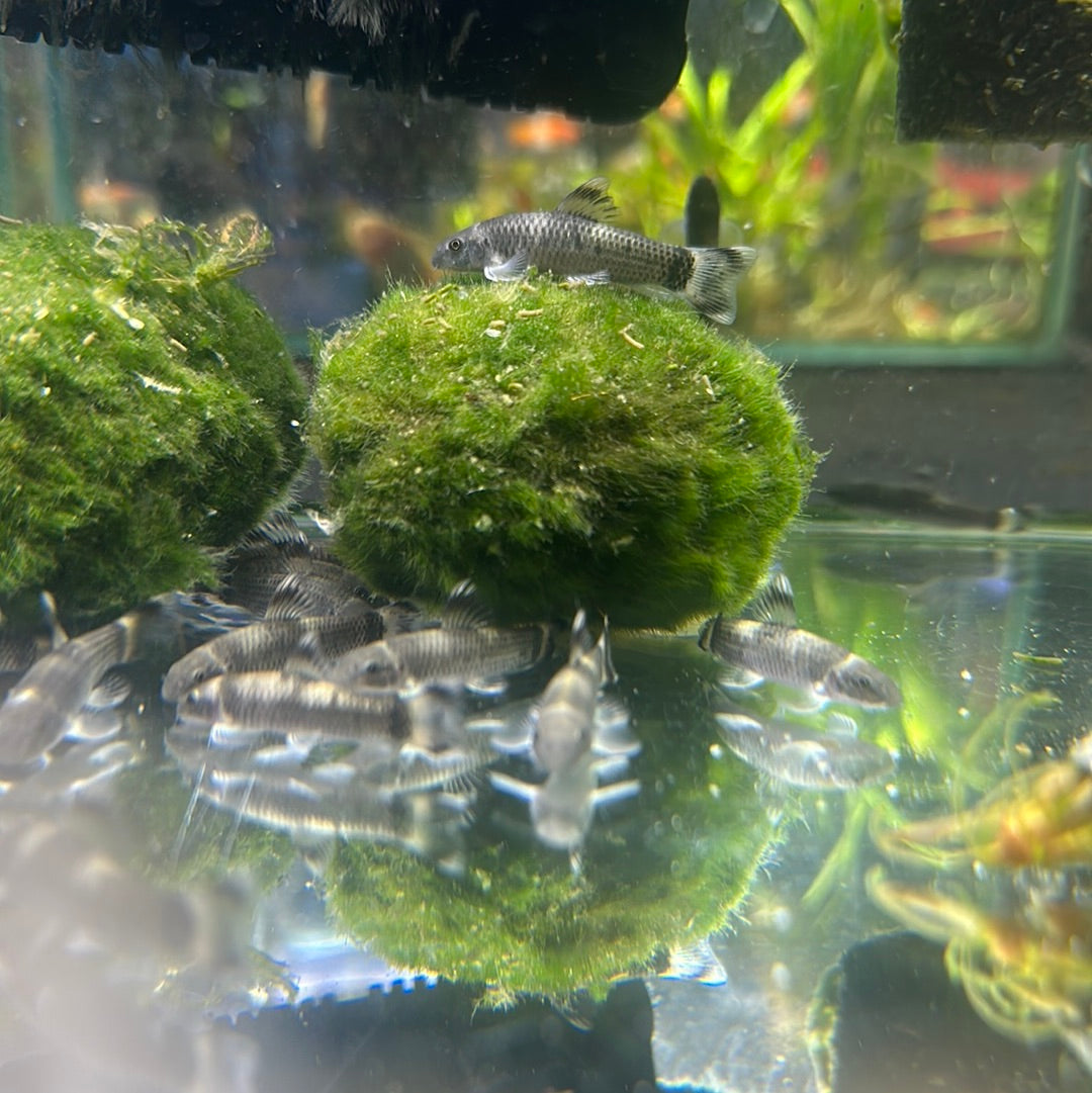 Gara panda 4cm (Garra flavatra)