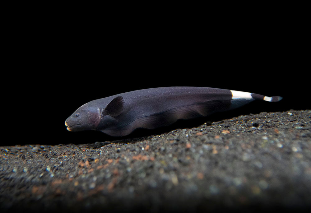 Nožovka běločelá 22-30 cm (Apteronotus albifrons)