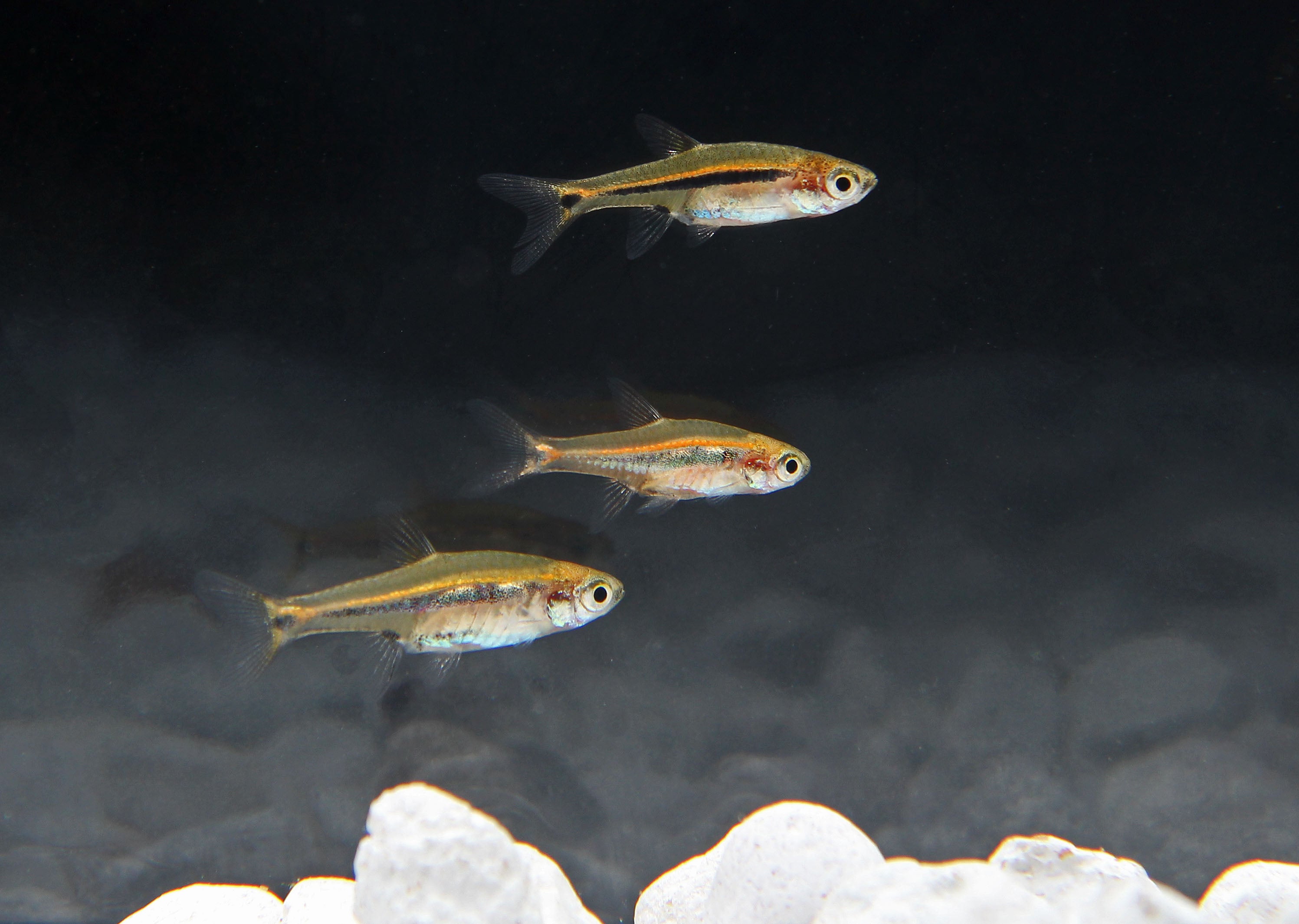 Razborka skvrnoocasá 1-1,5 cm ( Boraras urophthalmoides)