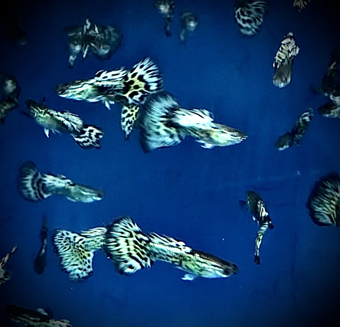Paví oko ivory  samec (Poecilia reticulata ivory )