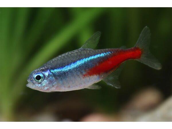 Tetra neonová 3cm (Paracheirodon innesi)