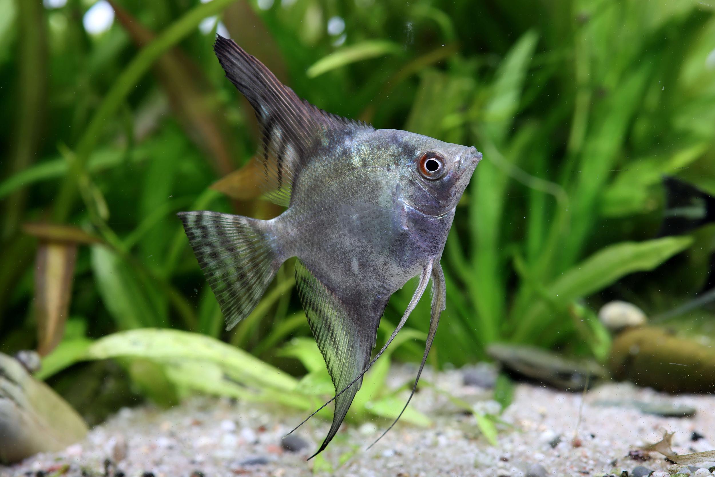 Skalára california 4-5cm (Pterophyllum scalare)