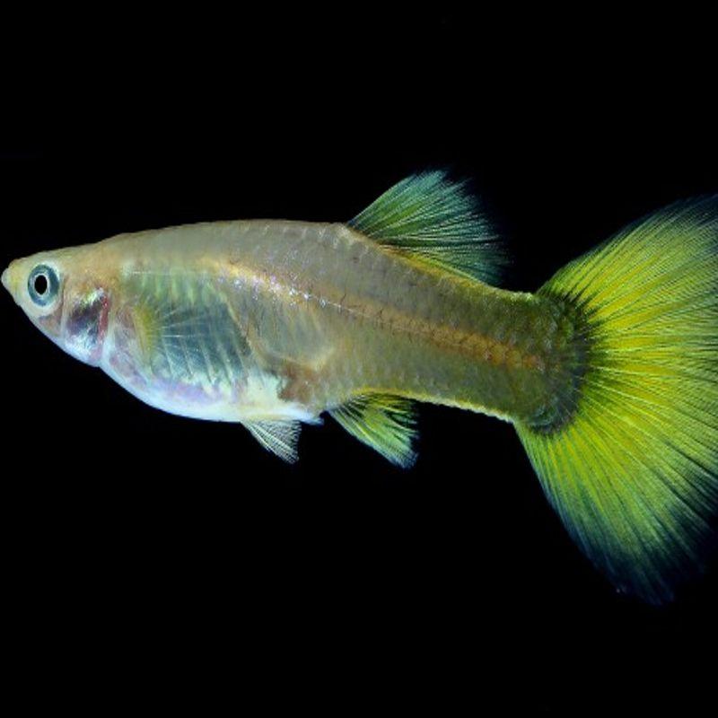 Paví oko German Yellow samice (Poecilia reticulata German Yellow samice)