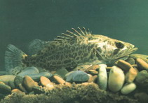  Siniperca sp. „Leopard“ ( Siniperca sp. „Leopard“)