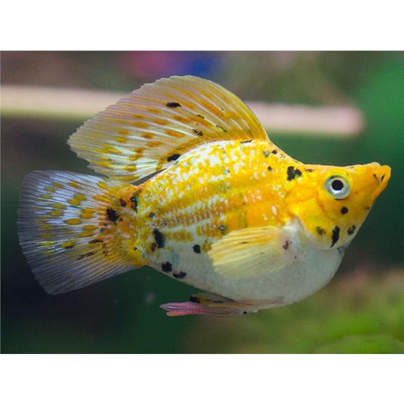 Baloon molla mix (Poecilia latipina Baloon)