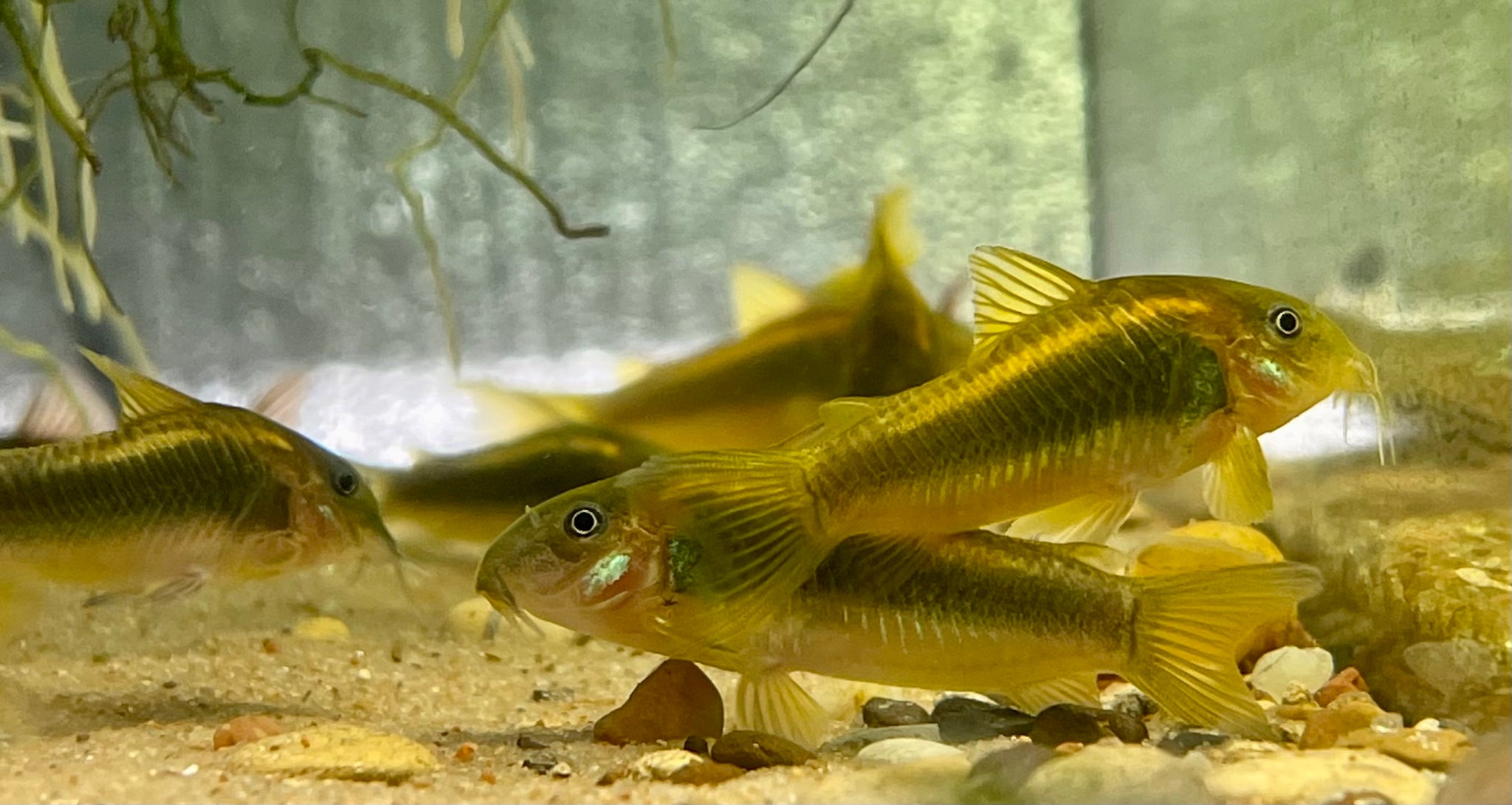 Pancéřníček gold stripe 2,5cm (Corydoras sp. Gold Stripe)