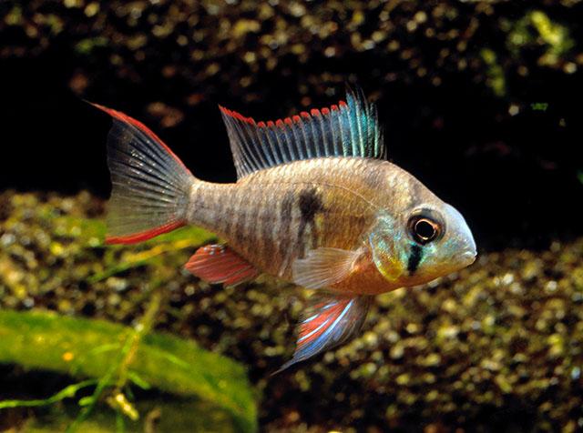 Cichlidka altispinosa (Mikrogeophagus altispinosa)
