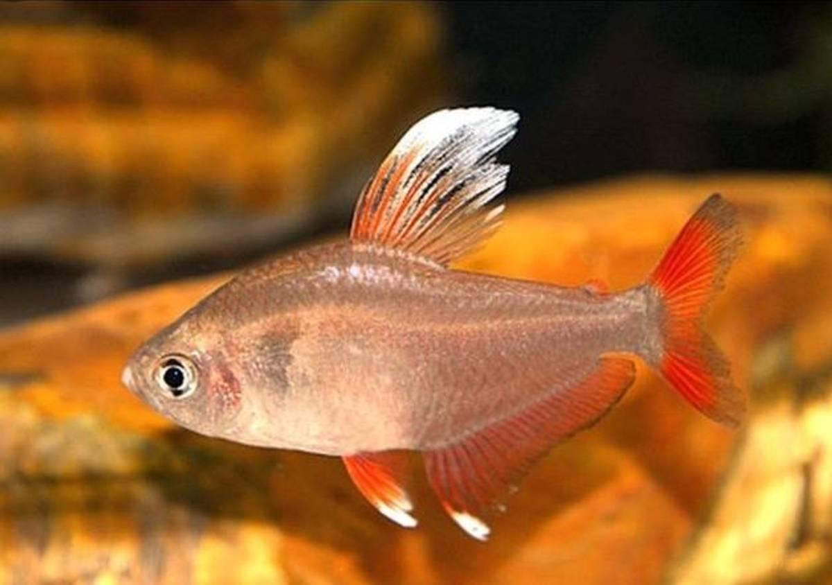 Tetra skvostná WF 2,5cm (Hyphessobrycon bentosi)