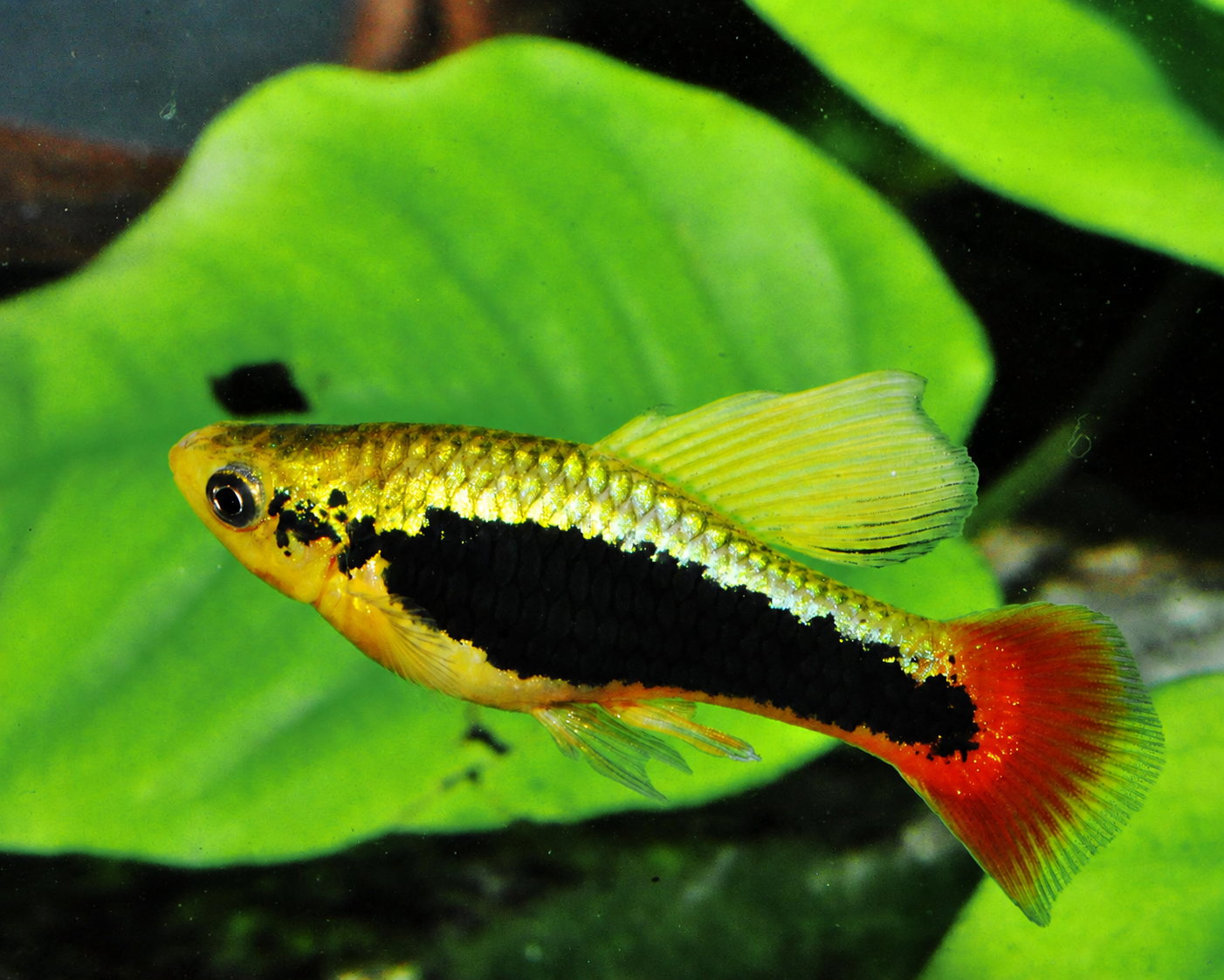 Plata Hawaii 3,5 cm (Xiphophorus variatus Hawaii)