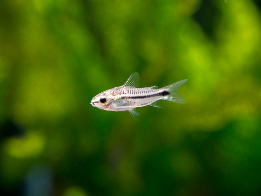 Pancéřníček trpasličí 2cm (Corydoras pygmaeus)