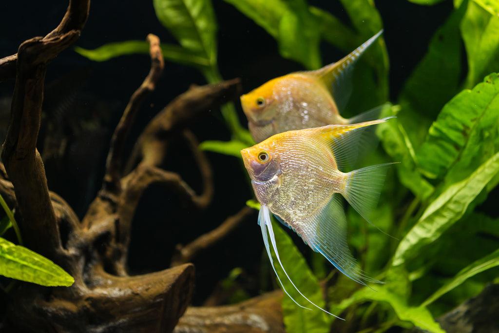 Skalára zlatá 3,5cm (Pterophyllum scalare)