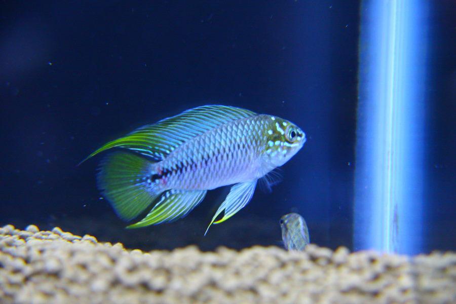 Cichladka Borelliho (Apistogramma borelli Opal)