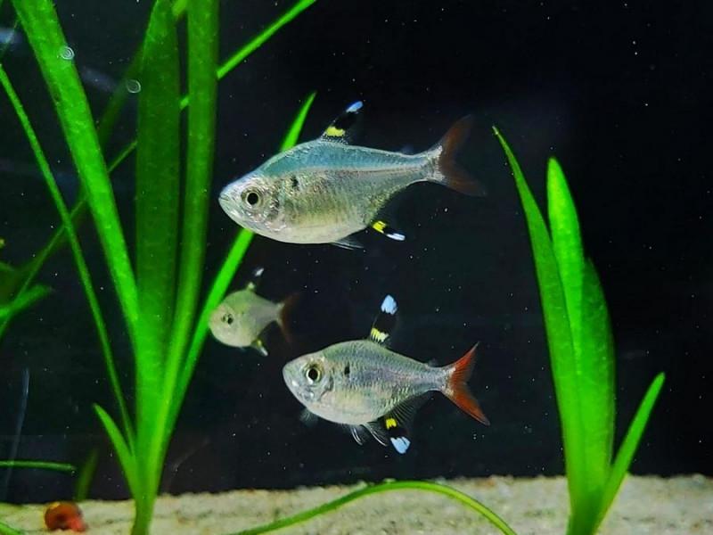 Tetra průsvitná 2,5-3cm (Pristella maxillaris)