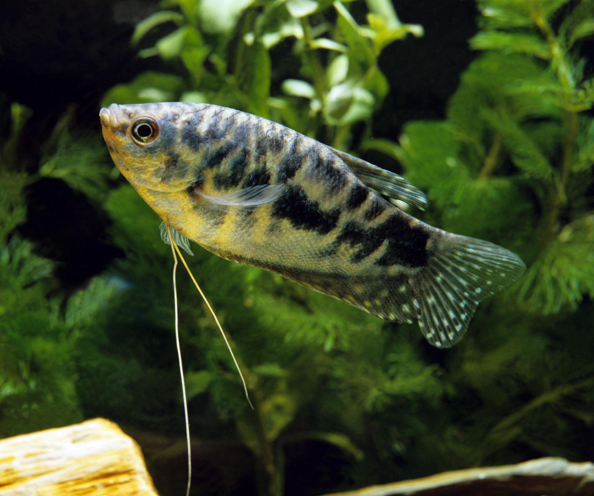 Čichavec modrý cosby 6-7 cm (Trichopodus trichotrerus cosby 6-7 cm)