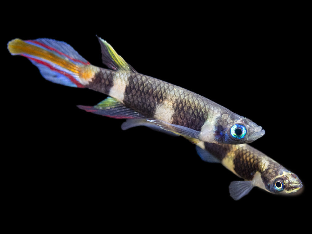 Halančík prstencový 1,5-2cm (Epiplatys annulatus)