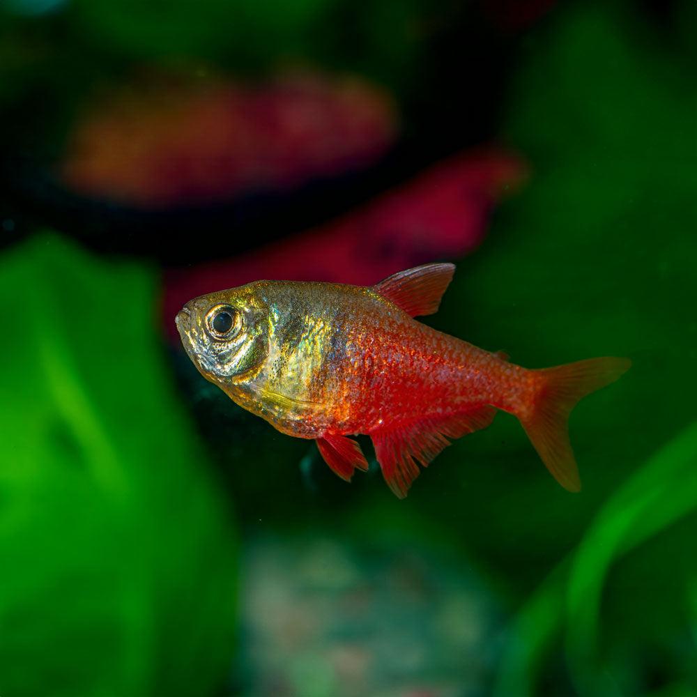 Tetra červená 2,5 cm (Hyphessobrycon flameus 2,5 cm)
