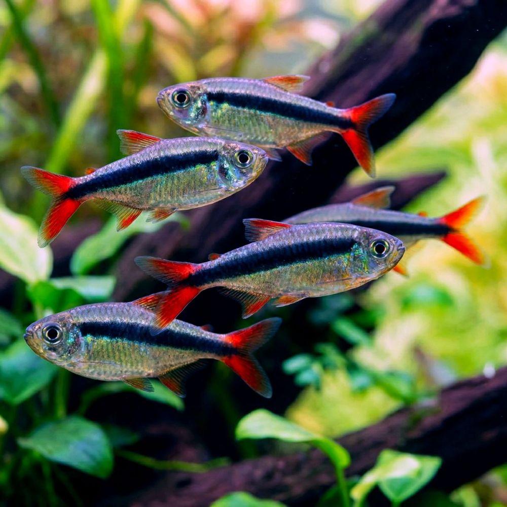 Tetra sp.red tail (Thayeria sp. „Red Tail“)