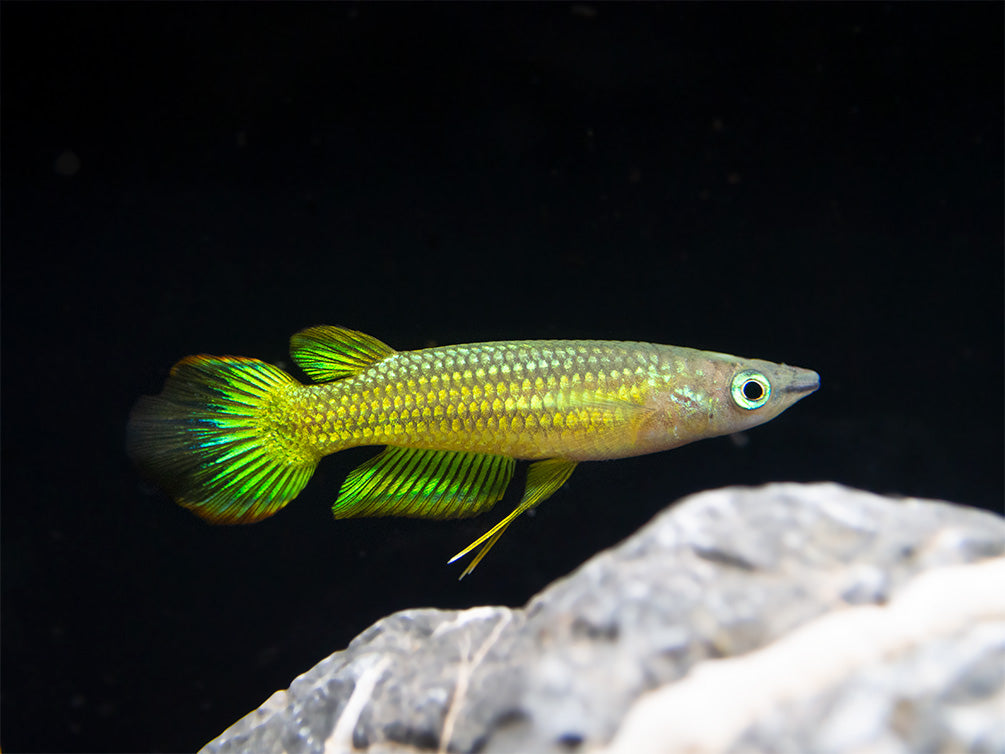 Štikovec pruhovaný zlatý 4cm (Aplocheilus lineatus gold)