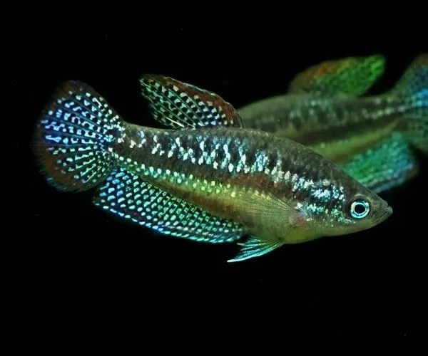 Vrčivka trpasličí 2 cm (Trichopsis pumila 2 cm)