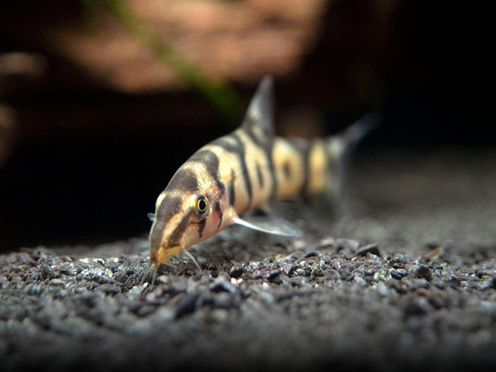 Mřenka pákistánská 4cm (Botia almorhae)