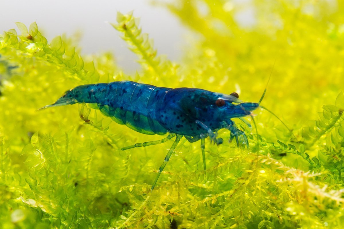 Krevetka Blue (Neocaridina davidi var.Blue)