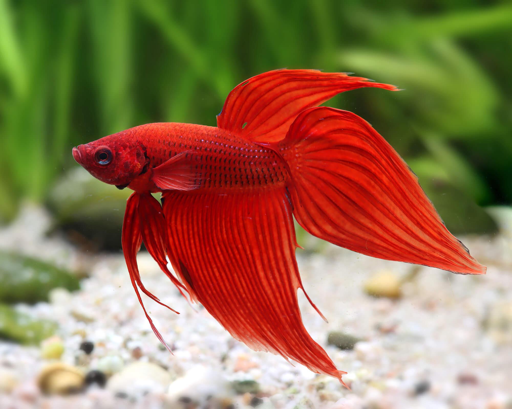 Betta samec červený (Betta splendens samec červený)