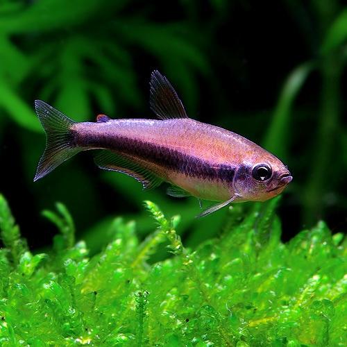Tetra královská 2,5cm (Inpaichthys kerri)
