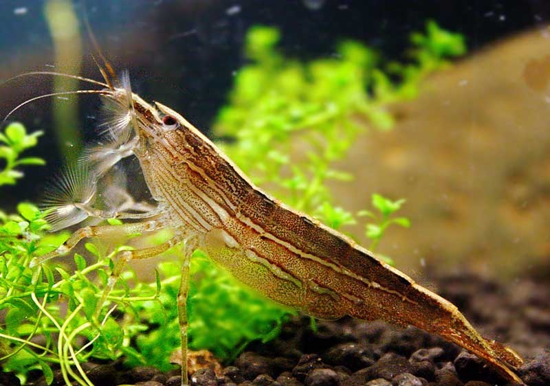 Krevetka molucká 8-10 CM ( Atyopsis moluccensis)