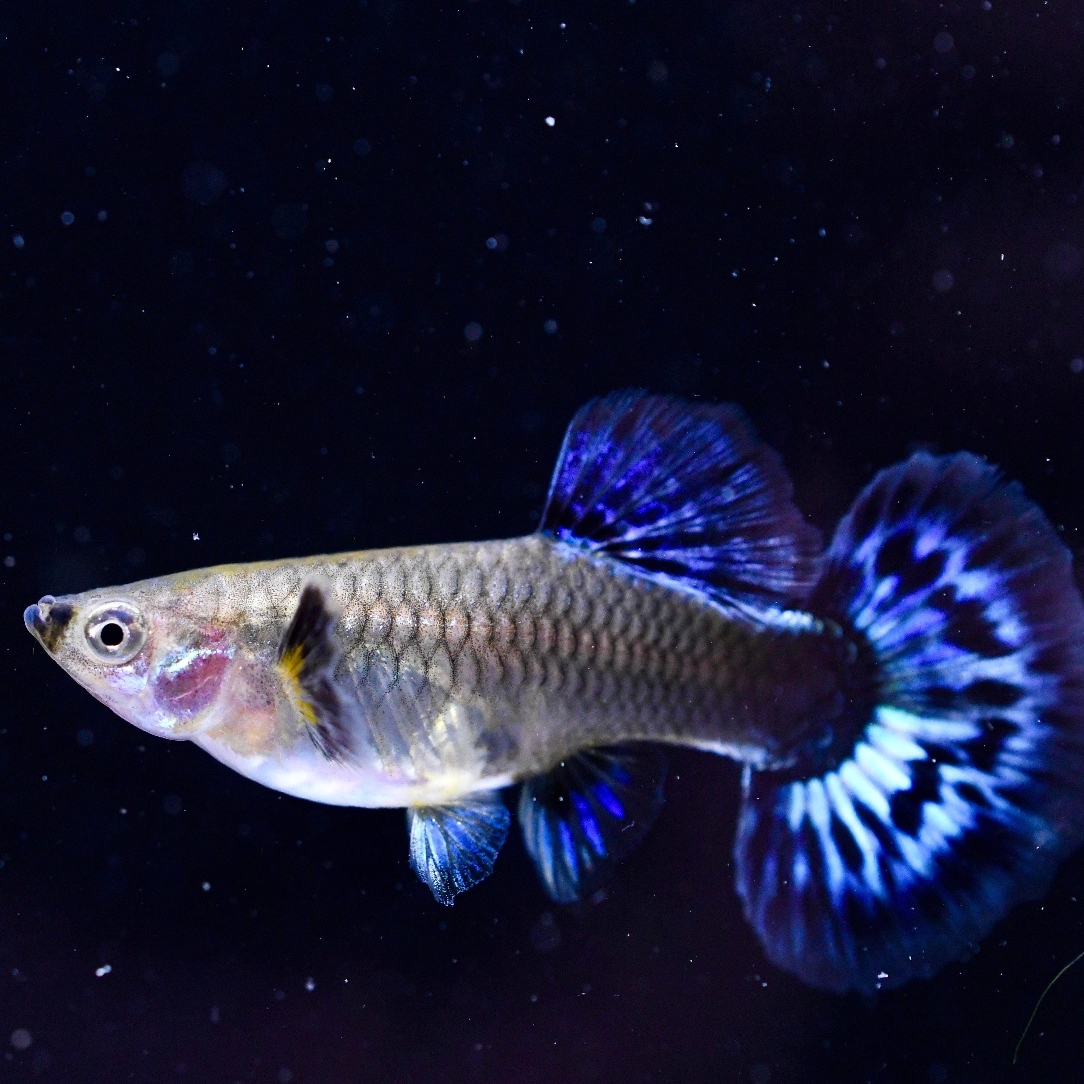 Paví oko Ivory samice (Poecilia reticulata Ivory female)