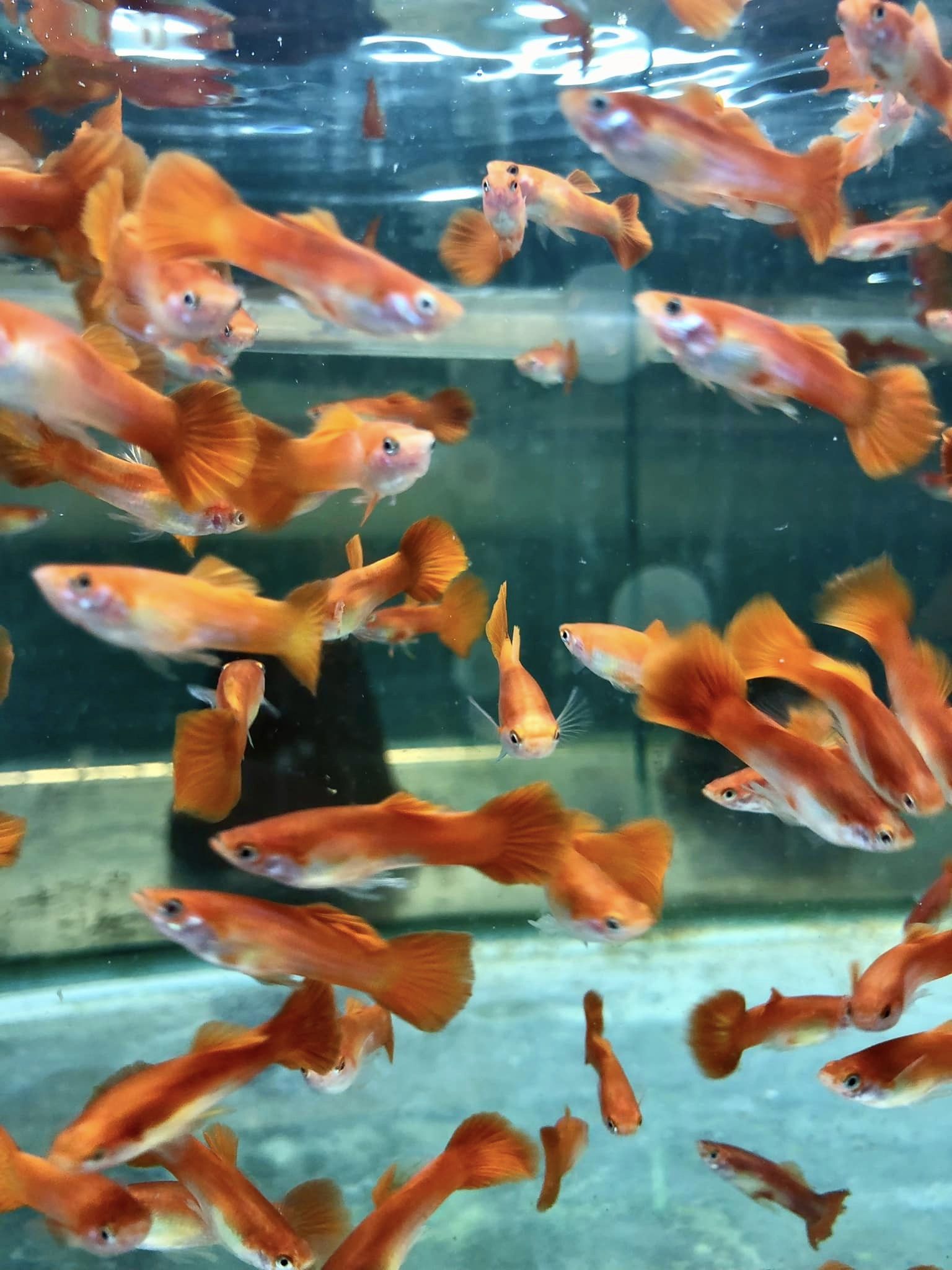 Akvarijní